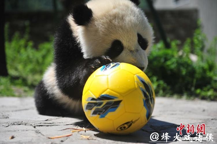 支持球队时如何理智进行世界杯滚球 支持球队时如何理智进行世界杯滚球